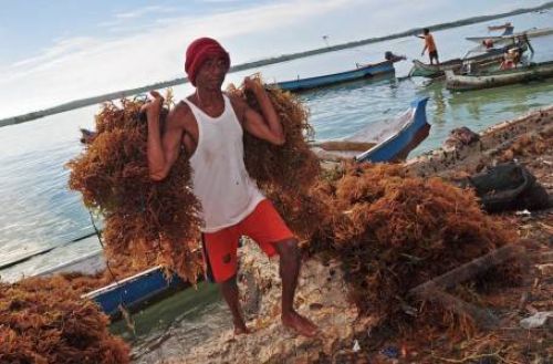  Indonesia Menuju Produsen Rumput Laut Terbesar Dunia